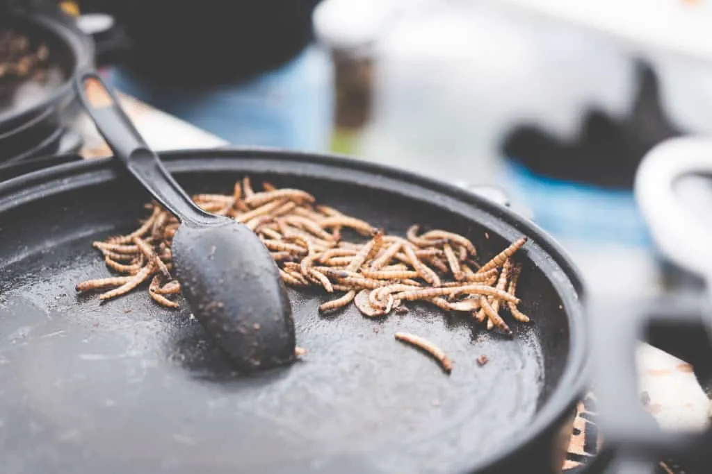 fried-caterpillars-traditional-exotic-asian-food-picjumbo-com